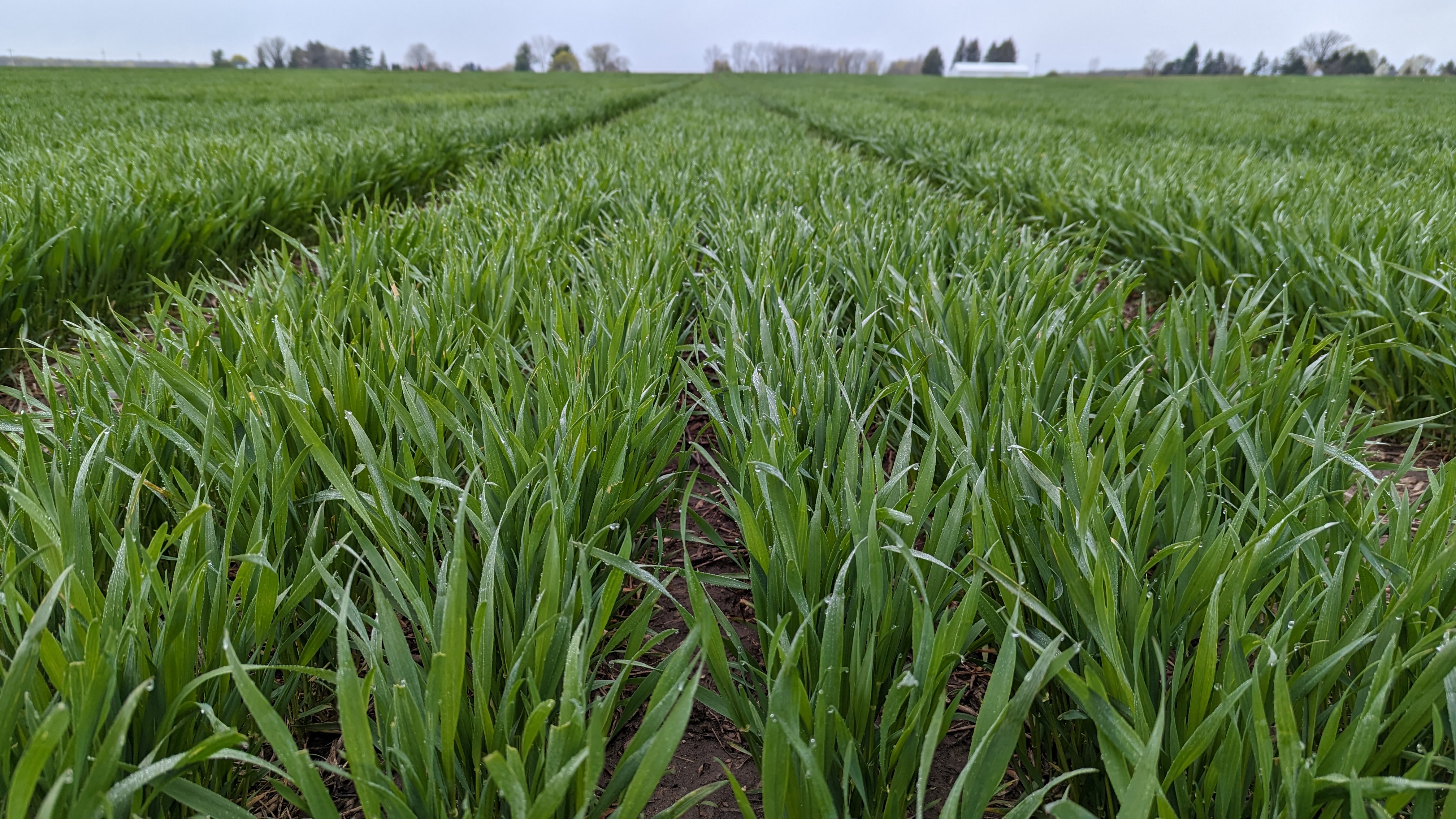 Dennis Pennington Wheat Watcher 5 3 23.jpg